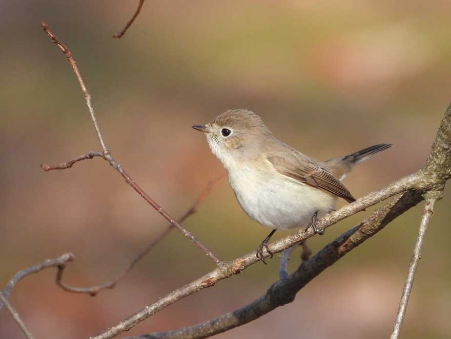 ニシオジロビタキ