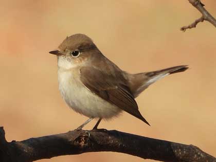 ニシオジロビタキ