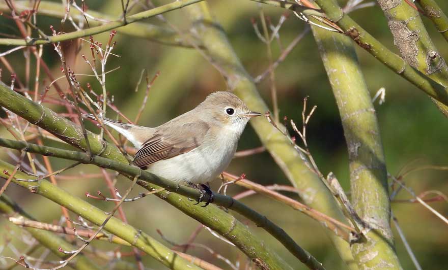 ニシオジロビタキ
