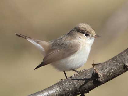 ニシオジロビタキ