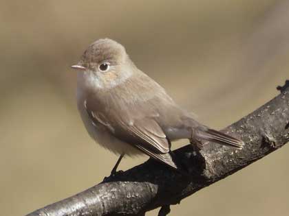 ニシオジロビタキ