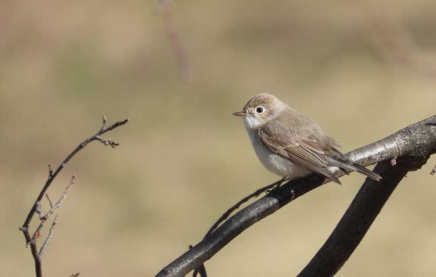 ニシオジロビタキ