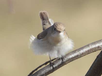 ニシオジロビタキ