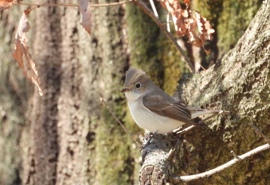 ニシオジロビタキ