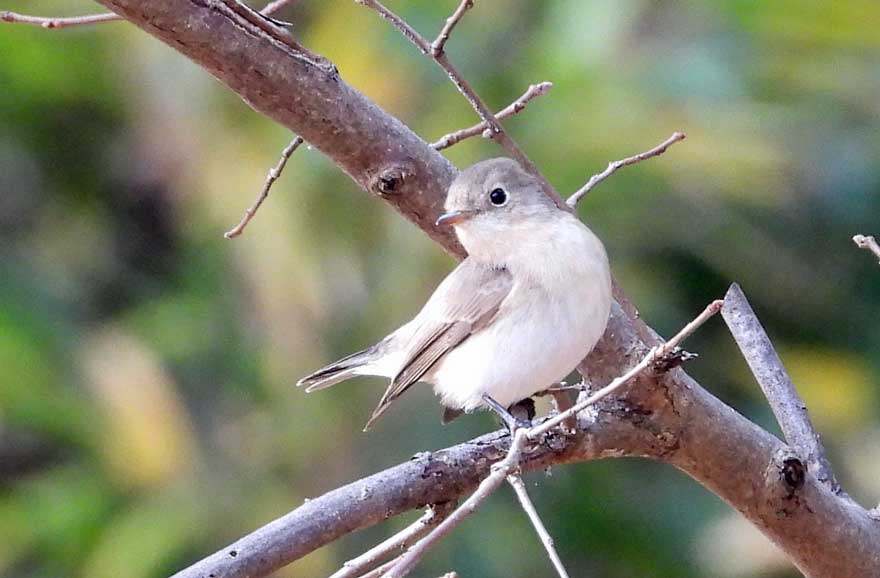 ニシオジロビタキ