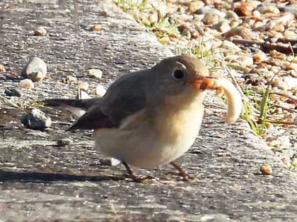 ニシオジロビタキ