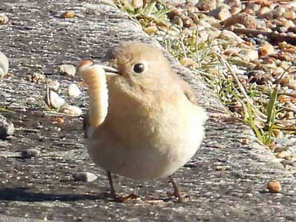 ニシオジロビタキ