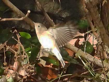 ニシオジロビタキ