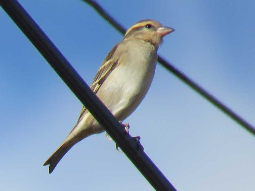 ニュウナイスズメ