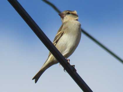 ニュウナイスズメ