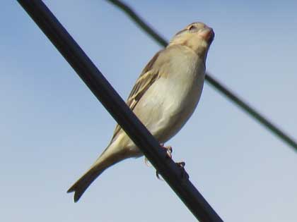 ニュウナイスズメ