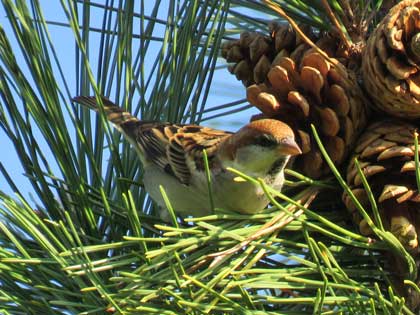 ニュウナイスズメ