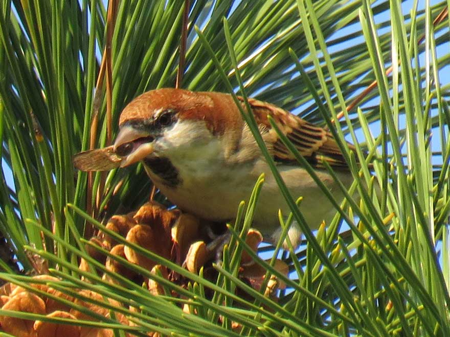 ニュウナイスズメ