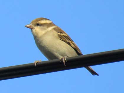 ニュウナイスズメ
