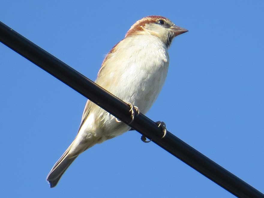 ニュウナイスズメ