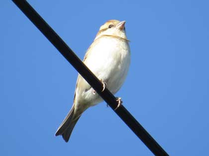 ニュウナイスズメ