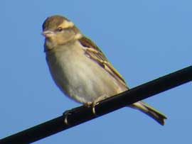 ニュウナイスズメ