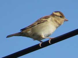 ニュウナイスズメ