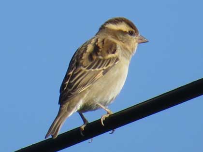 ニュウナイスズメ