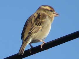 ニュウナイスズメ