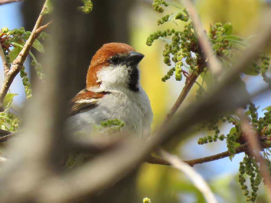 ニュウナイスズメ