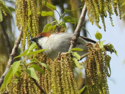 ニュウナイスズメ