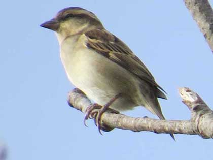 ニュウナイスズメ