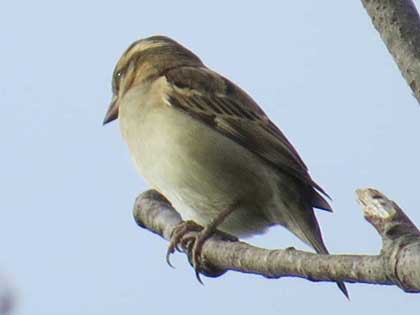 ニュウナイスズメ