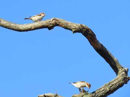 ニュウナイスズメ