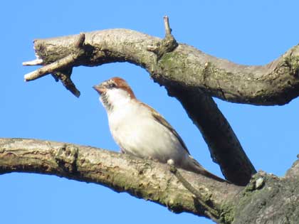 ニュウナイスズメ