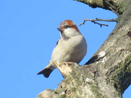 ニュウナイスズメ