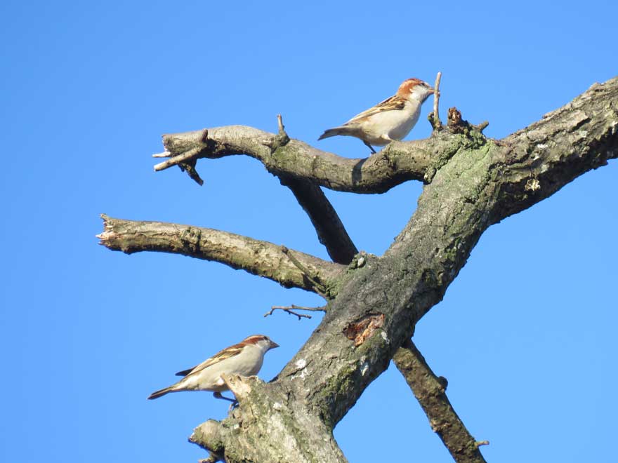 ニュウナイスズメ