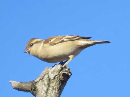 ニュウナイスズメ