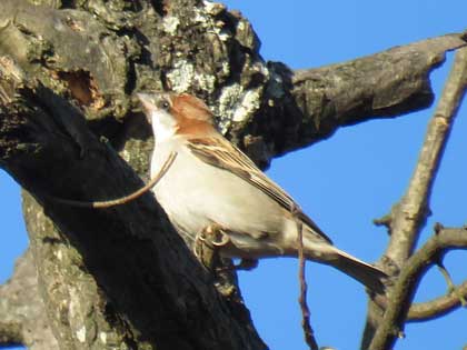 ニュウナイスズメ