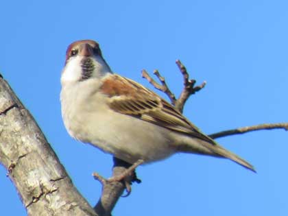 ニュウナイスズメ