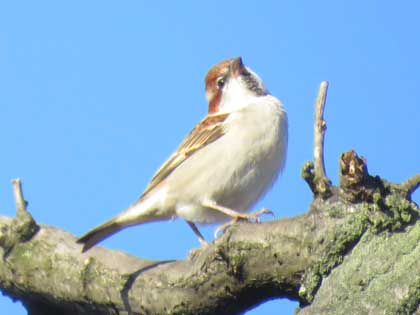 ニュウナイスズメ