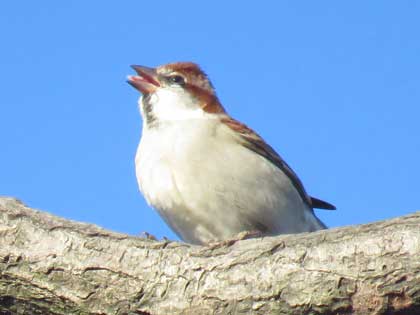 ニュウナイスズメ