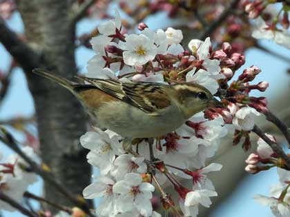 ニュウナイスズメ