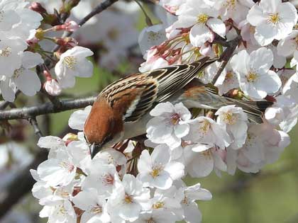 ニュウナイスズメ
