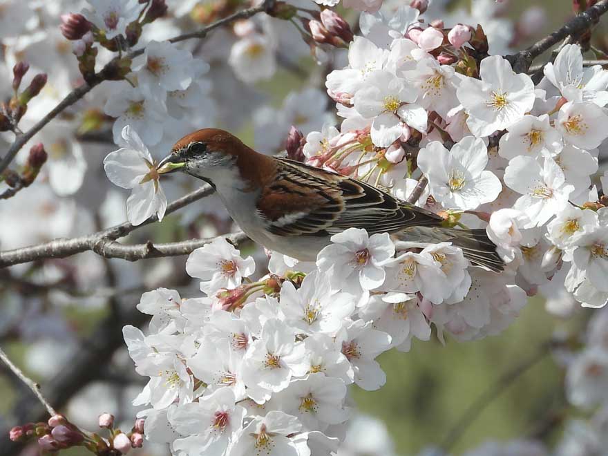 ニュウナイスズメ