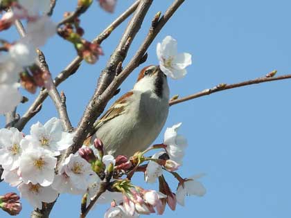 ニュウナイスズメ