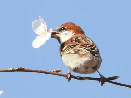 ニュウナイスズメ