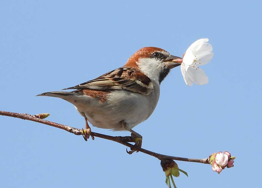 ニュウナイスズメ