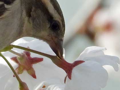 ニュウナイスズメ
