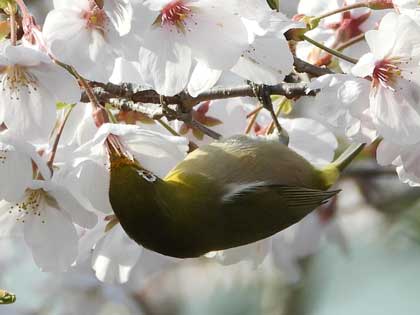 ニュウナイスズメ