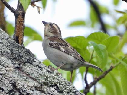 ニュウナイスズメ