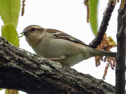 ニュウナイスズメ
