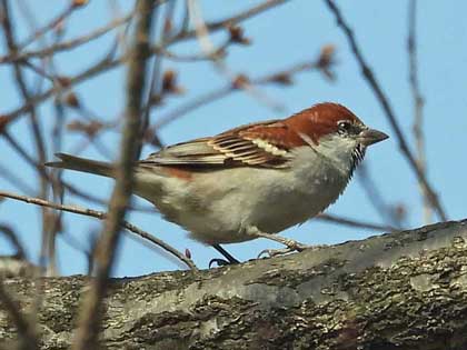 ニュウナイスズメ