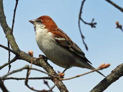 ニュウナイスズメ