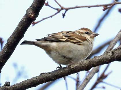 ニュウナイスズメ